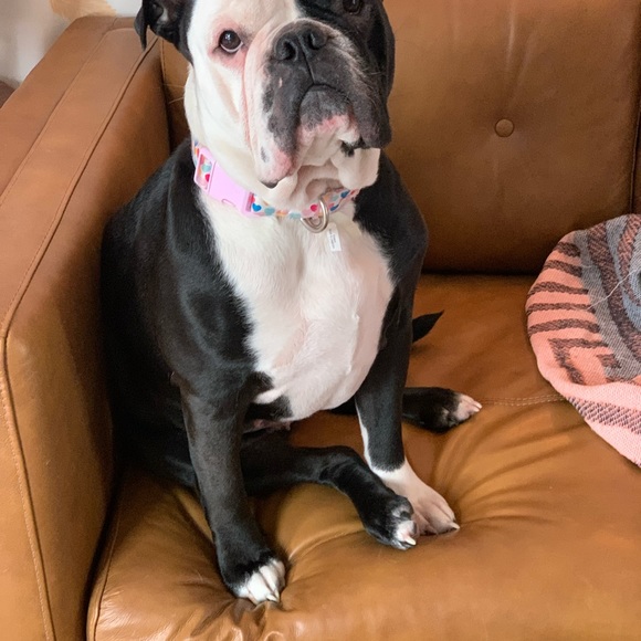 Meet your Posher, Holly - Picture 5 of 13